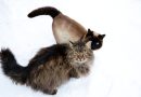 Fakta om katter – 31 otroliga fakta om katter 2023