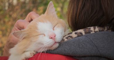 Hur visar katter tillgivenhet och kärlek?