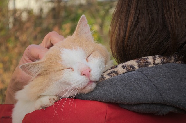 Hur visar katter tillgivenhet och kärlek?